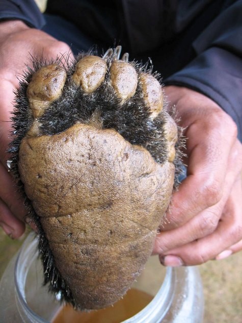 Một chiếc tay gấu bị ngâm rượu ở Mường Tè, Lai Châu